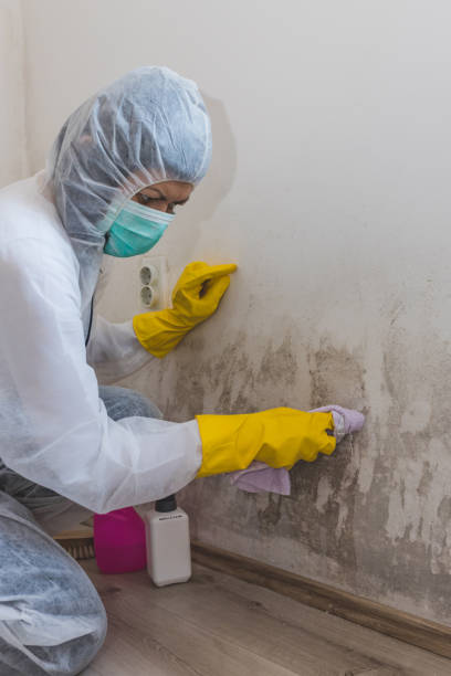 Best Biohazard Mold Removal  in Wrangell, AK