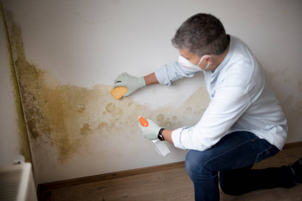 Best Mold Prevention Services  in Wrangell, AK